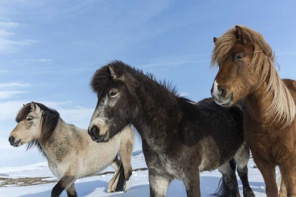 Iceland Icelandic horses